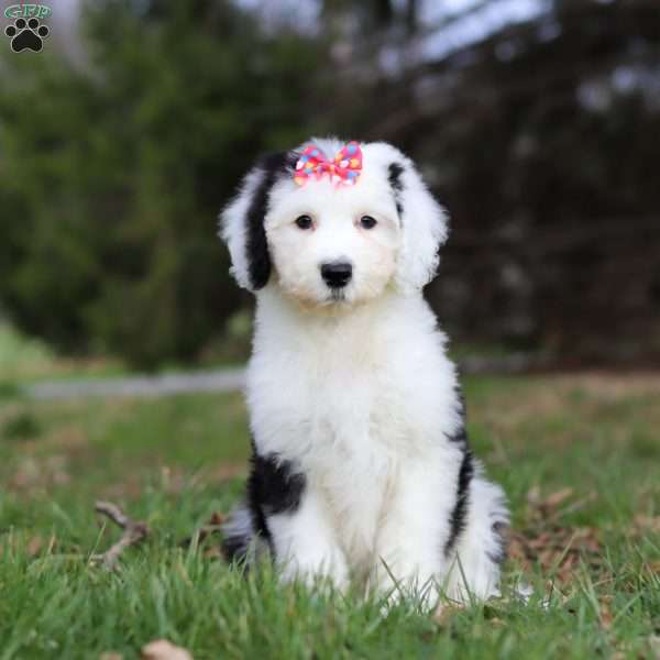 Sierra, Sheepadoodle Puppy